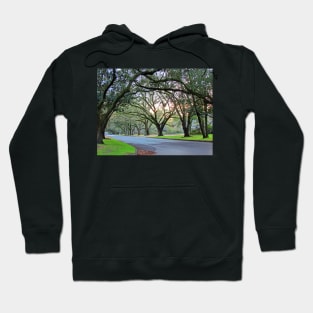 Tree Lined Street In Wilmington, NC Hoodie